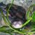 Lisa Dove's profile image