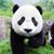Panda Monium's profile image