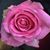 Terri Austin Hash's profile image