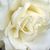Isela Pena's profile image