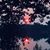 Cindy Speer-Tipton's profile image