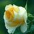 Remitha R Hayden's profile image