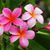 Joyce Germain's profile image