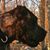 Brownstone Bandog's profile image