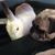 Melissa Simock's profile image