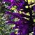 Liza Vollger's profile image