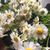 Karen Runyan Gardens's profile image