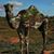 Sandra Simon Marchetti's profile image