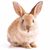 Sonya Yencer's profile image