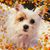 Melanie Brooks's profile image