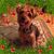 Ruth Sciortino's profile image