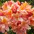 Jenny Anderson Garrett's profile image