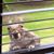 Anna Miller Green's profile image