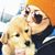 Katie Gerlovich's profile image