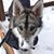 Nicole Croney Sorbo's profile image