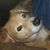 David Gill's profile image