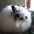 Judy Collins's profile image
