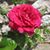 Dolores Aspa's profile image