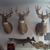 Dale Braund's profile image