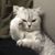 Richard Pipkin's profile image
