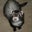 Sue Savage's profile image