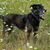 Jewel Rowlands Cowart's profile image