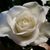 Milly Coolina's profile image