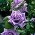 Gail Schweiner's profile image