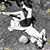 Silvana Montero's profile image