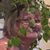 Connie Fogg-Bouchard's profile image