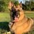 Sue Hertog's profile image