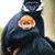 Blaine Feinstein's profile image