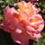 Heather Gray-Jones's profile image