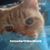 Diane Troxel's profile image