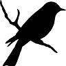 Little Bird H.'s profile image