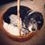 Randee Shenkel's profile image