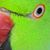Patie Moose's profile image