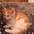 Heidi Linnell Morrison's profile image