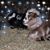 Amanda McDaniel Griggs's profile image