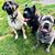 Becky Stedman Canecorsomom's profile image