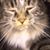 Denise Battaglia's profile image