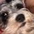 Milou Niko Powell's profile image