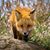 Nick Fox's profile image
