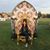 Diana Carreto's profile image