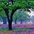 Suzan Gallion's profile image