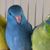 Julia McCaffrey's profile image