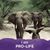 Sherry Campbell Deraas's profile image