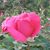 Lucie Bonilla's profile image