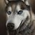 Cindy Jackson's profile image