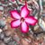 Carin Smith's profile image